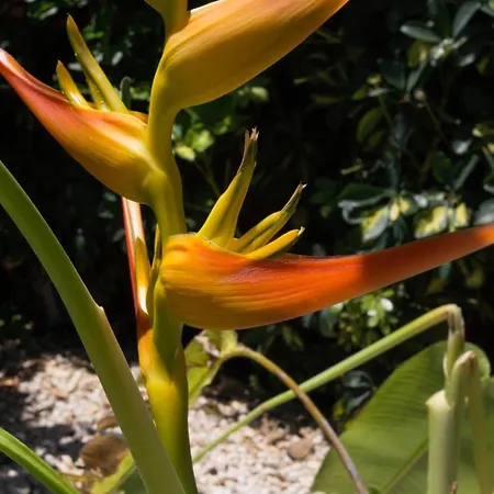 Casa Con Jardin Tropical