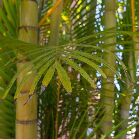 Casa Con Jardin Tropical Сasa de vacaciones